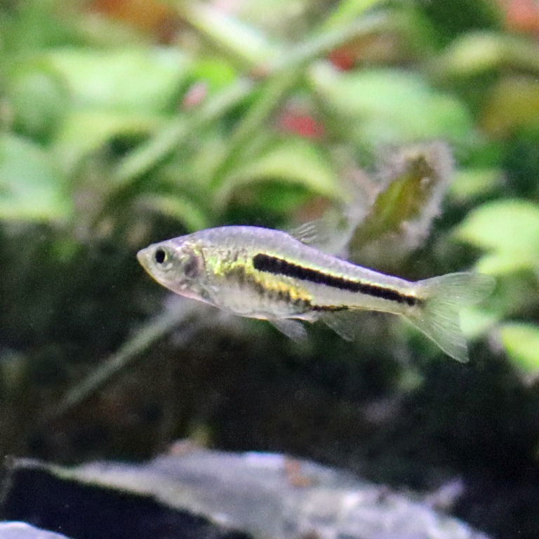 Siamese Dwarf Rasbora