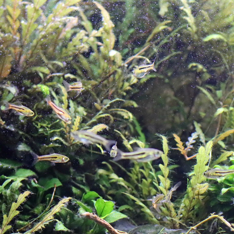 Siamese Dwarf Rasbora