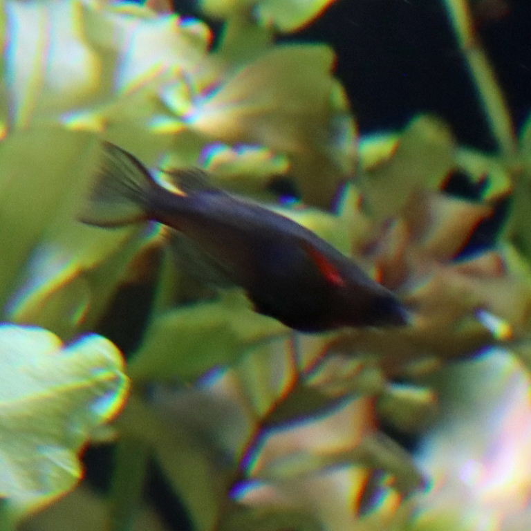 Daisy's Ricefish breeding male