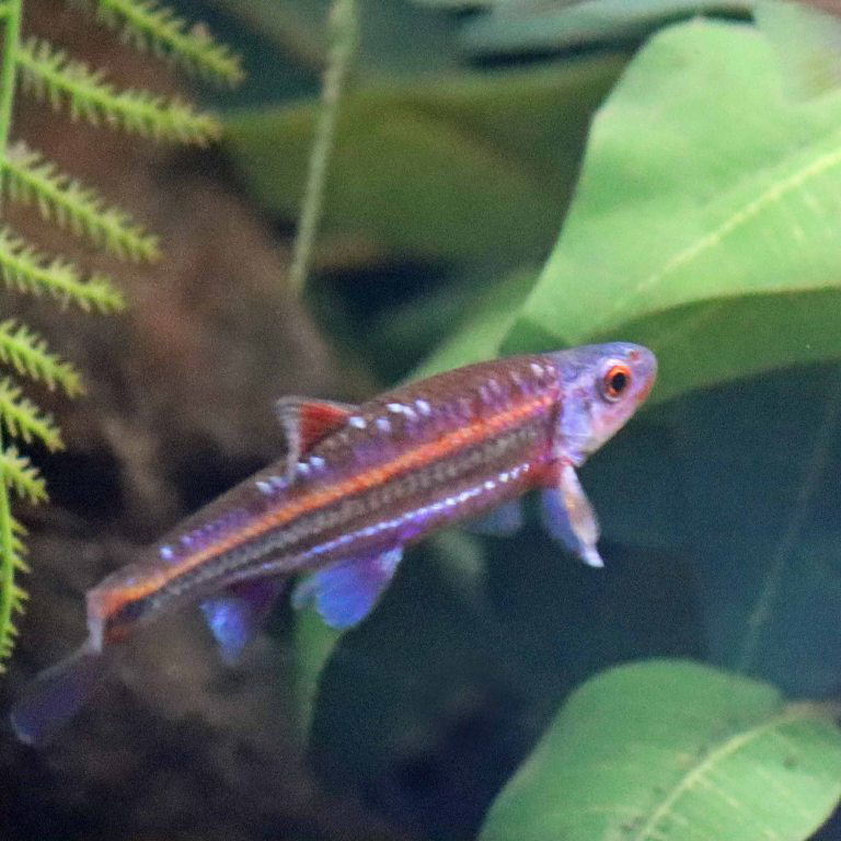 Rainbow Shiner