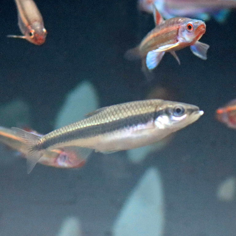 Yellowfin Shiner