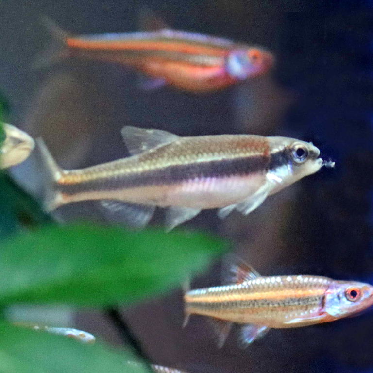 Yellowfin Shiner