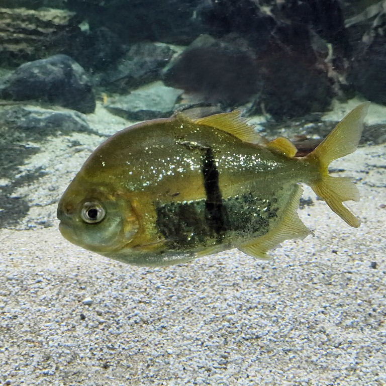 Black-barred Silver Dollar