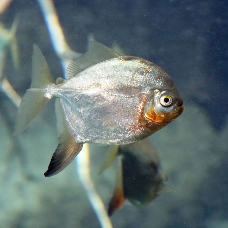 Red Hook Silver Dollar