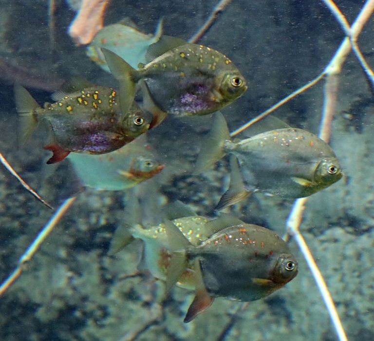 Red Hook Silver Dollar