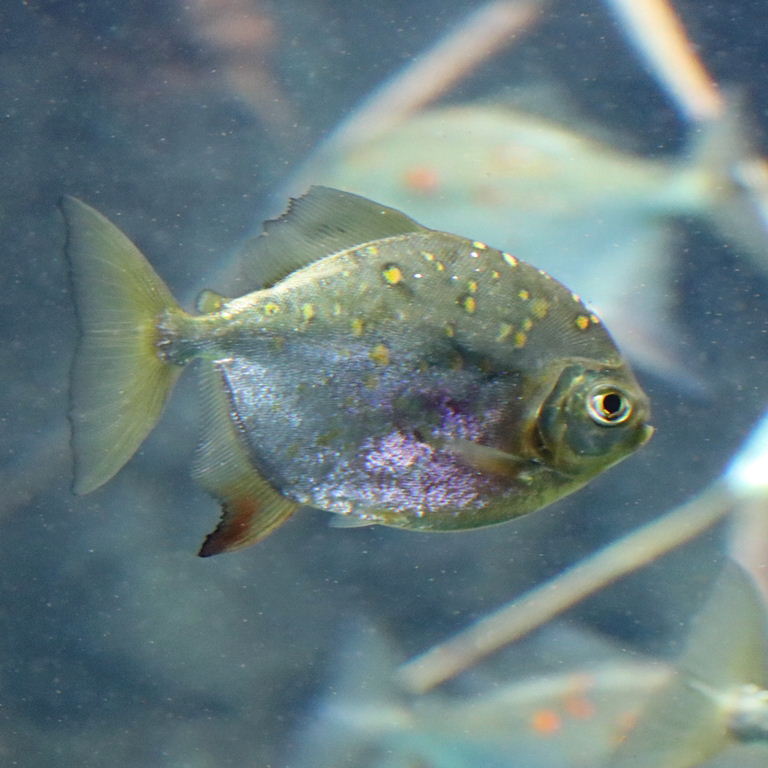 Red Hook Silver Dollar