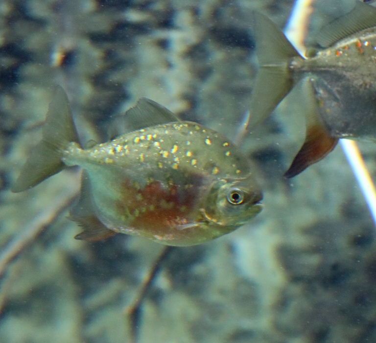 Red Hook Silver Dollar