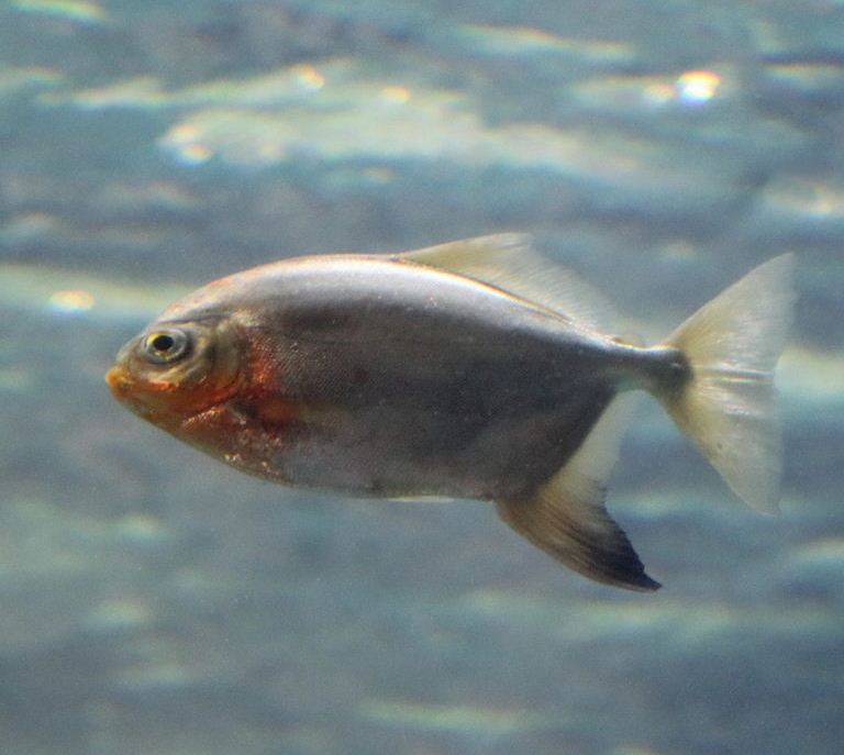 Red Hook Silver Dollar