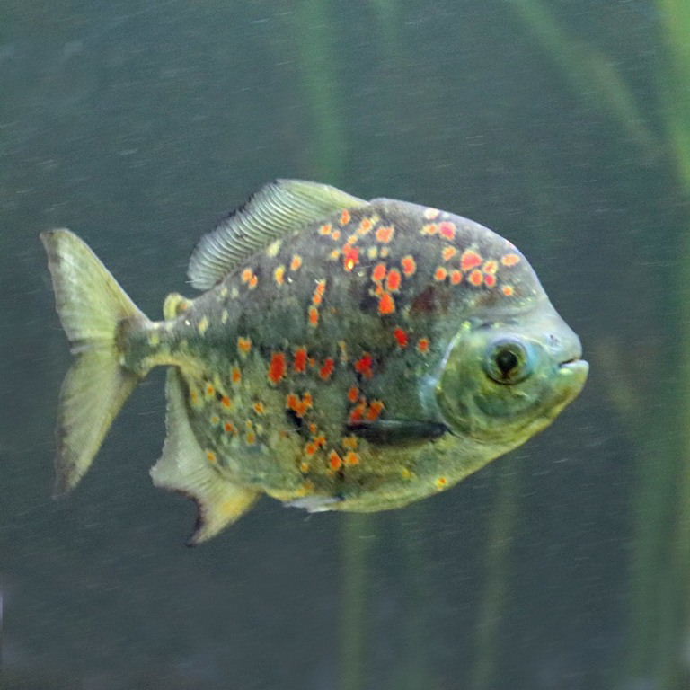 Red Hook Silver Dollar