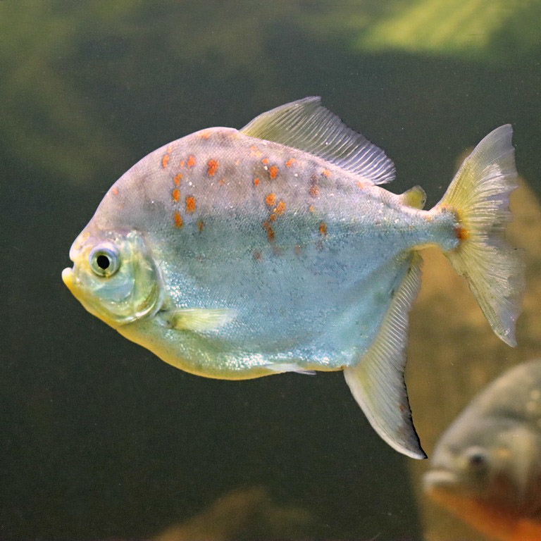 Red Hook Silver Dollar