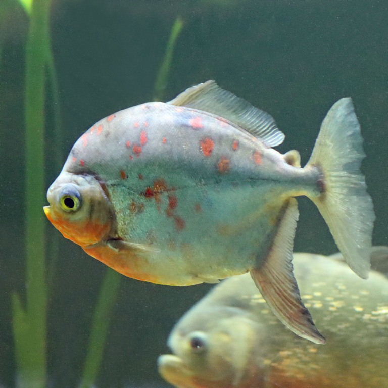 Red Hook Silver Dollar