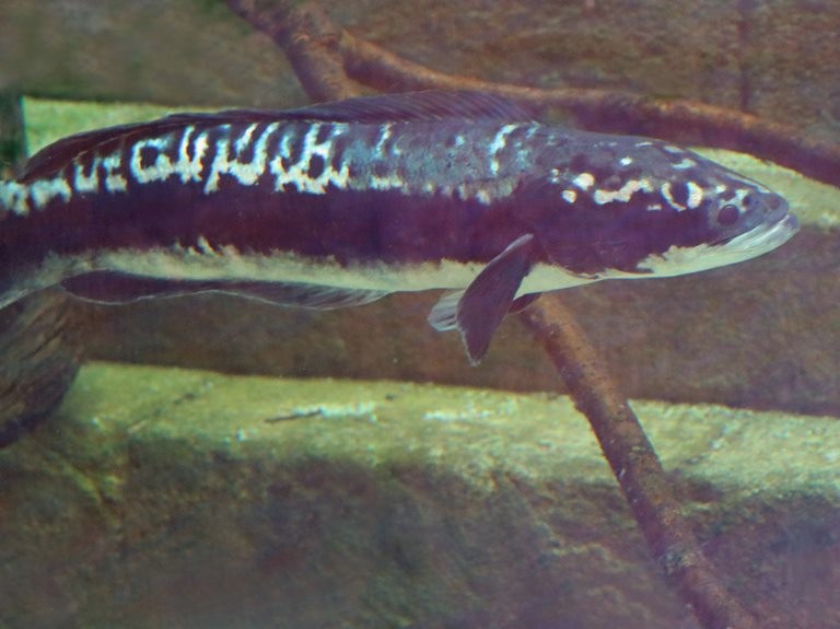 Giant Snakehead