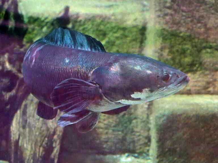 Giant Snakehead