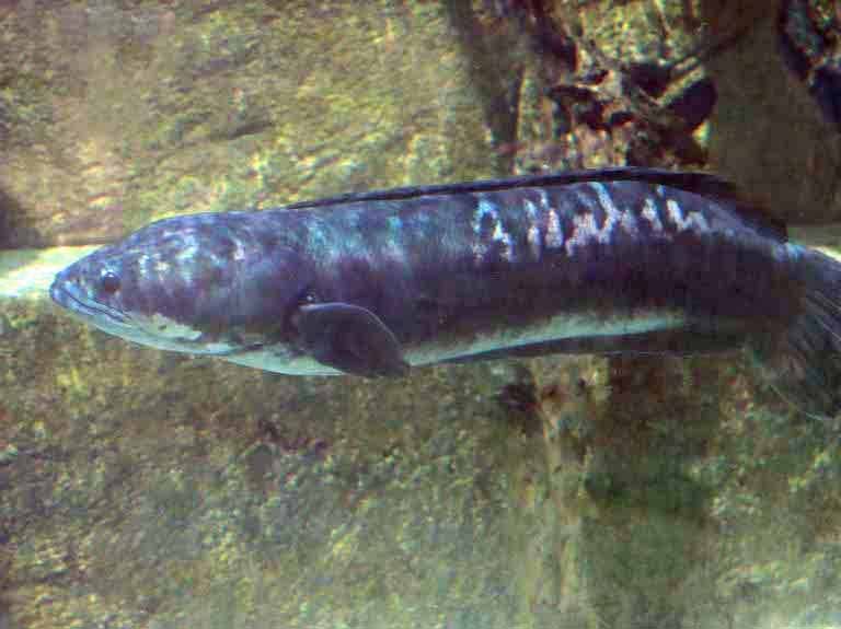 Giant Snakehead
