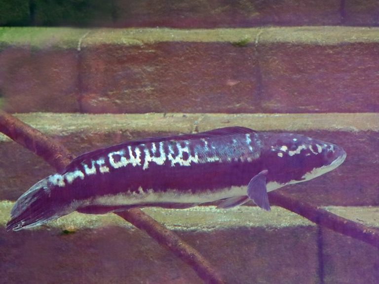 Giant Snakehead