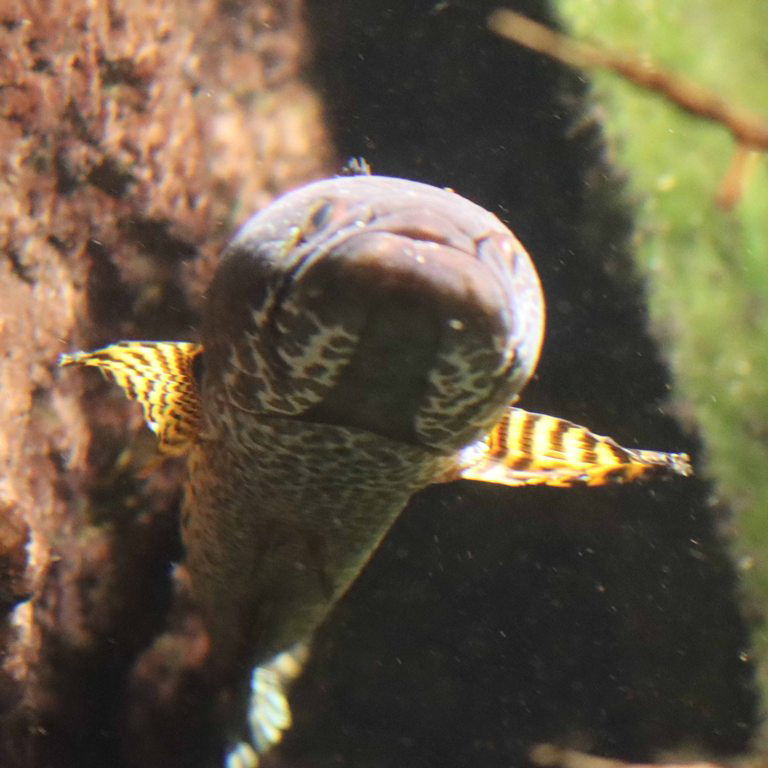 Gold-spotted Snakehead