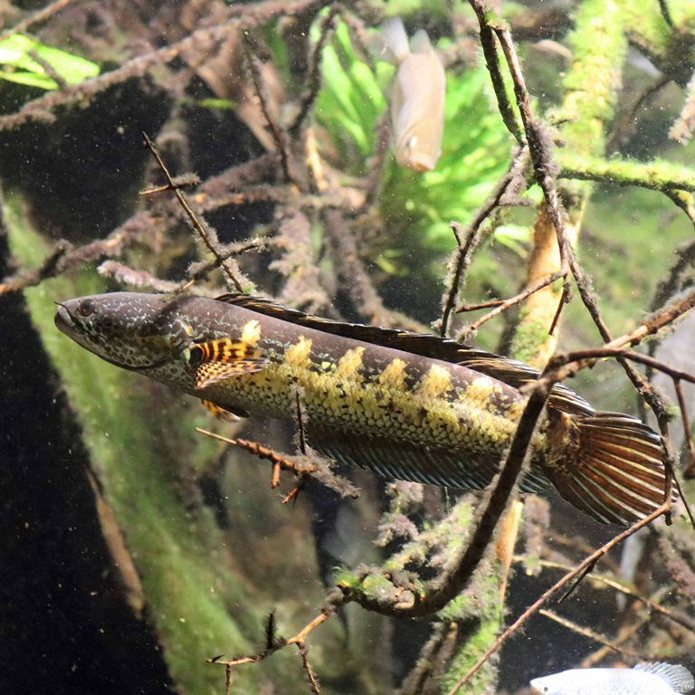 Gold-spotted Snakehead