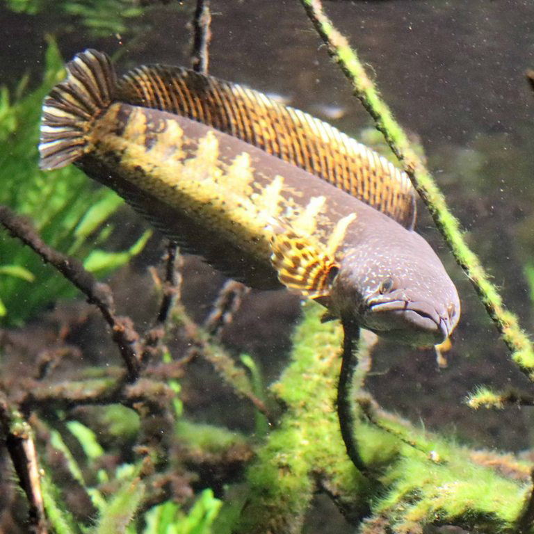 Gold-spotted Snakehead