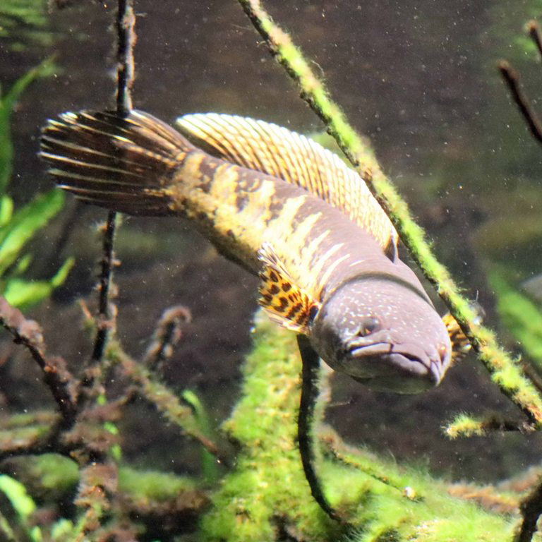 Gold-spotted Snakehead