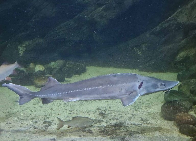 Siberian Sturgeon