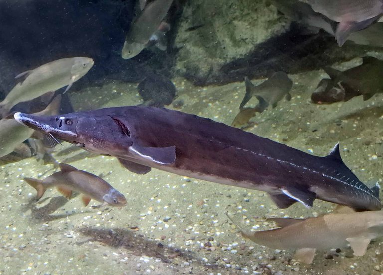 Siberian Sturgeon