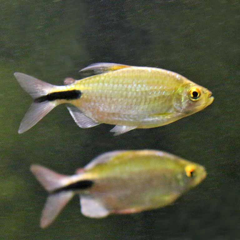 African Long-finned Tetra