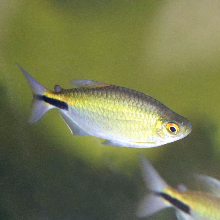 African Long-finned Tetra