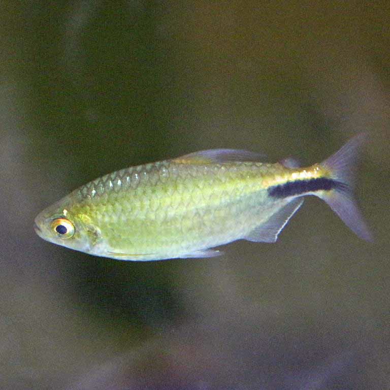 African Long-finned Tetra