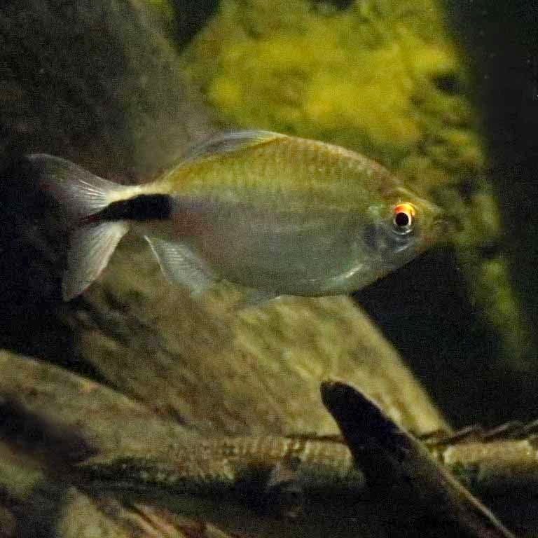 African Long-finned Tetra