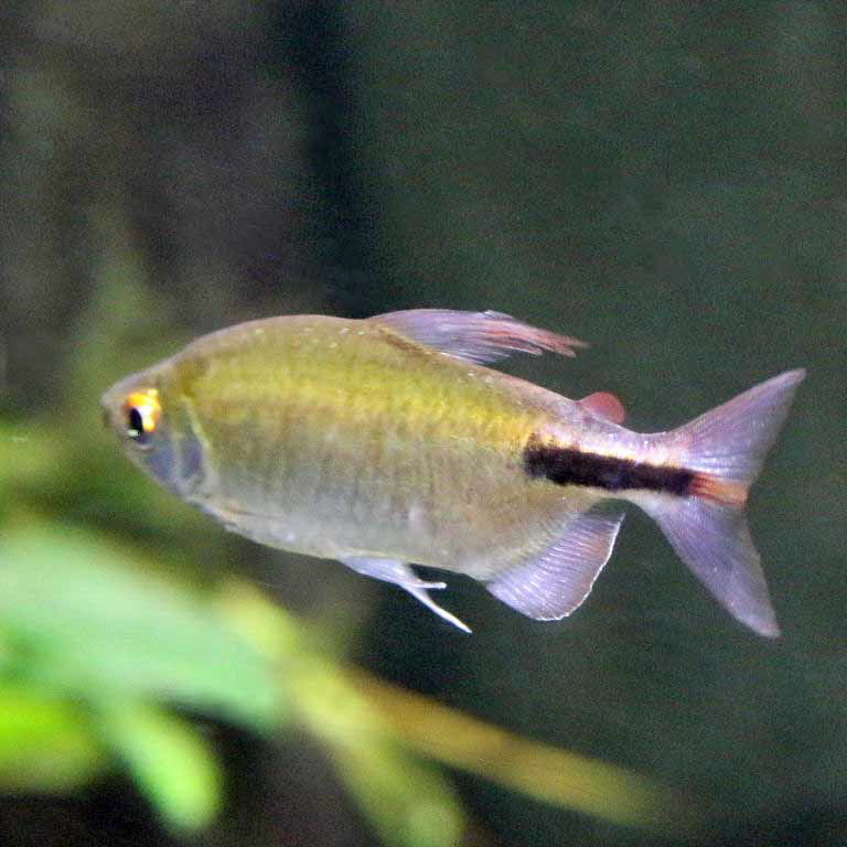 African Long-finned Tetra