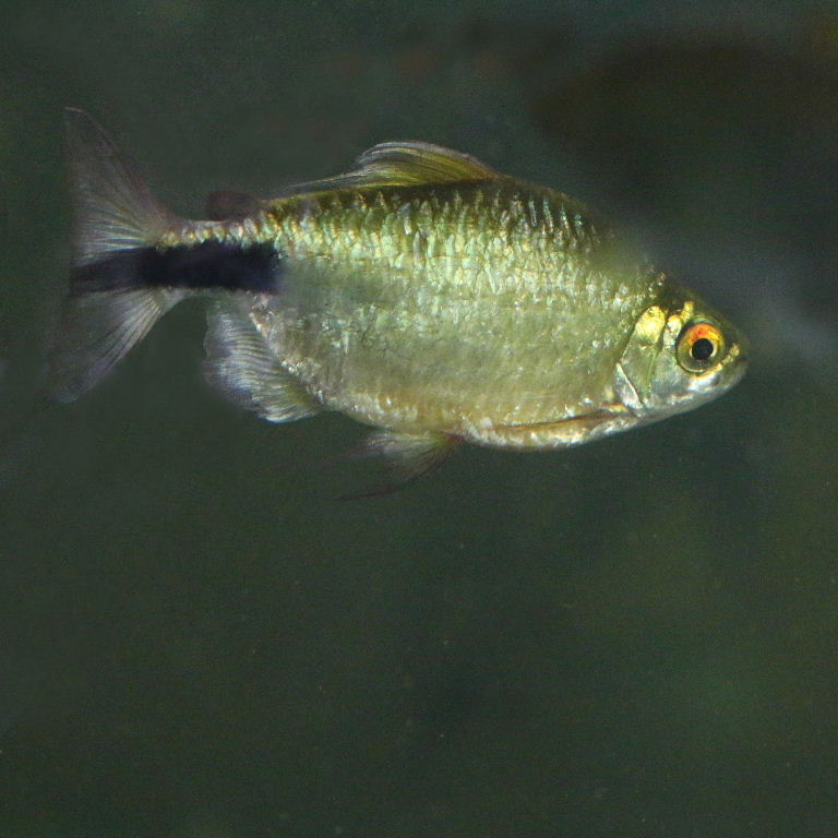 African Long-finned Tetra