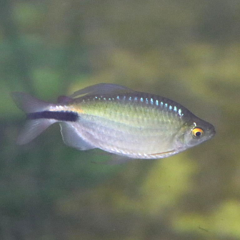 African Long-finned Tetra