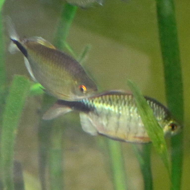 African Long-finned Tetra