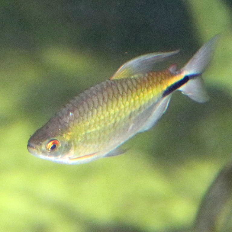 African Long-finned Tetra