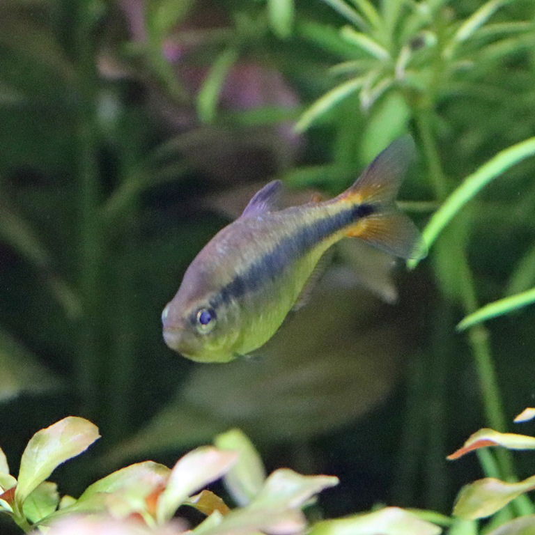 Black Stripe Tetra