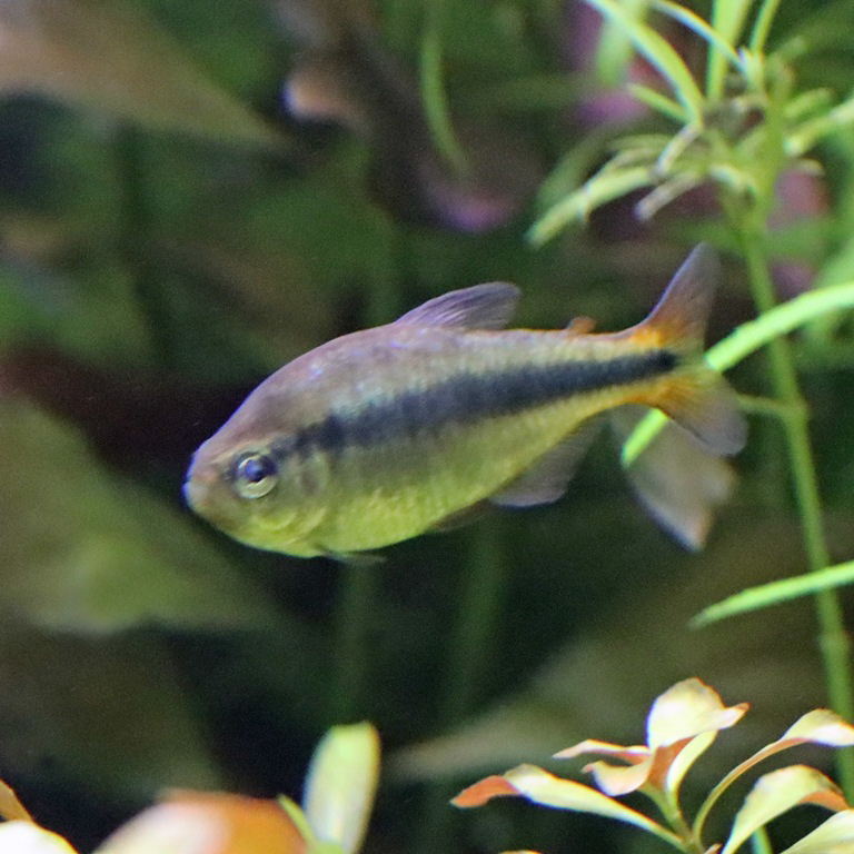 Black Stripe Tetra