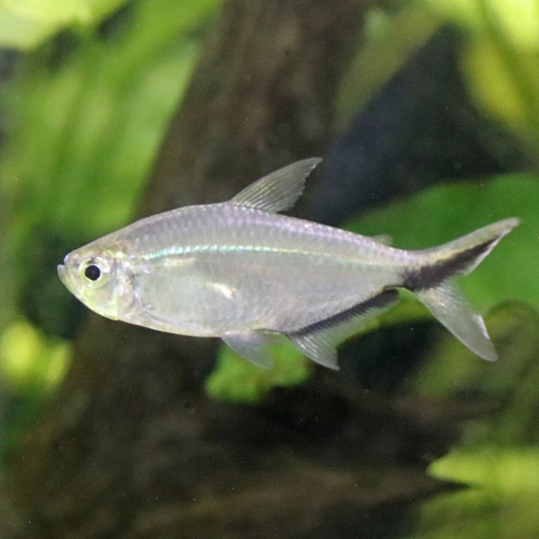 Black Line Tail Tetra