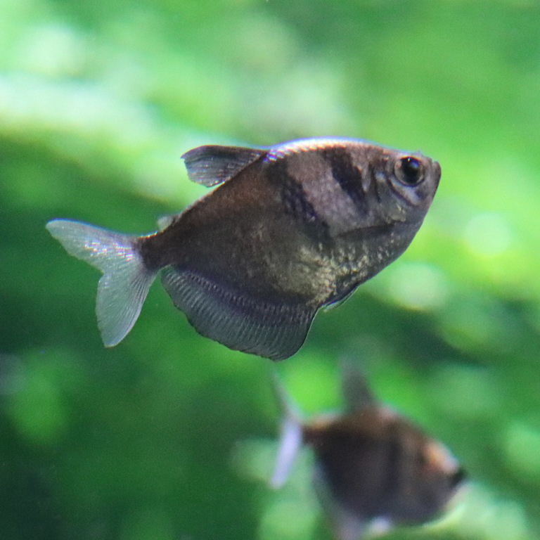 Black Widow Tetra