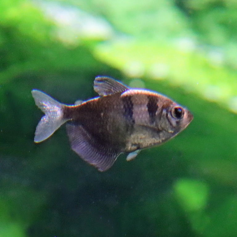 Black Skirt Tetra