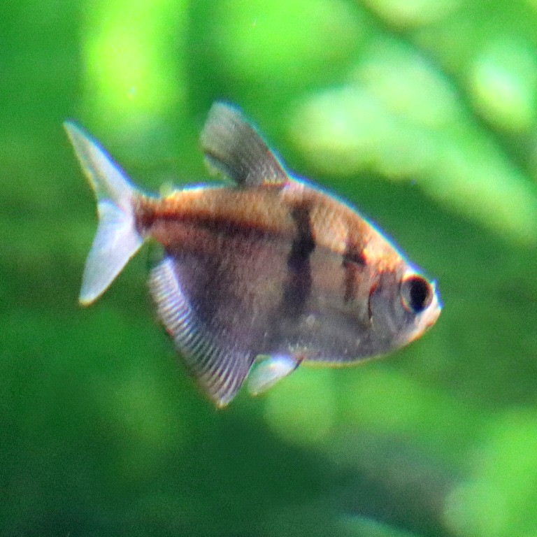 Black Widow Tetra
