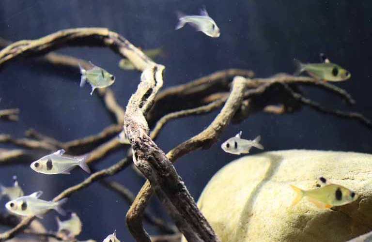 Coffee Bean Tetra