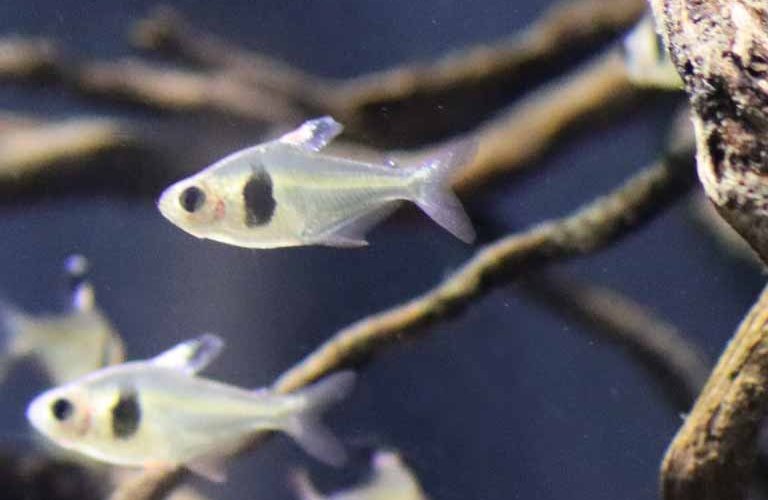 Coffee Bean Tetra