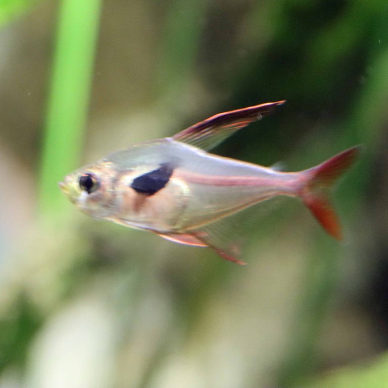 Crystalline Rosy Tetra