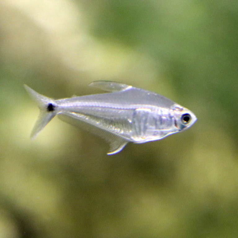 Mountain Crystal Tetra