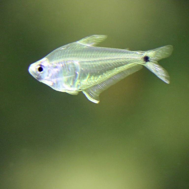 Mountain Crystal Tetra