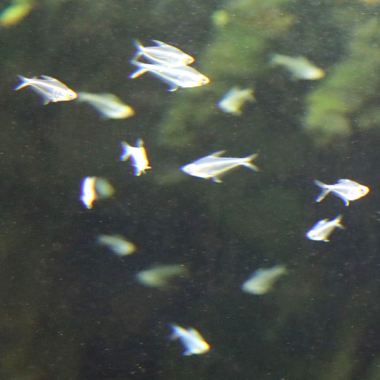 Mountain Crystal Tetra