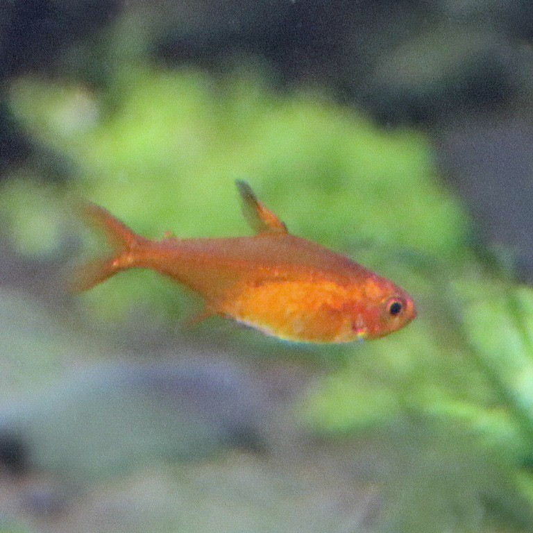 Almond Tetra