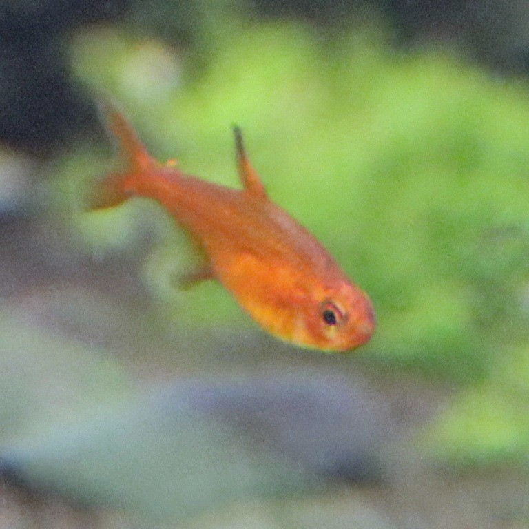 Almond Tetra
