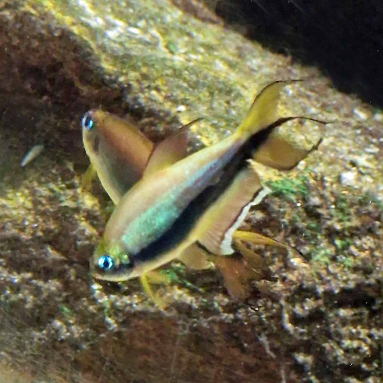 Emperor Tetra
