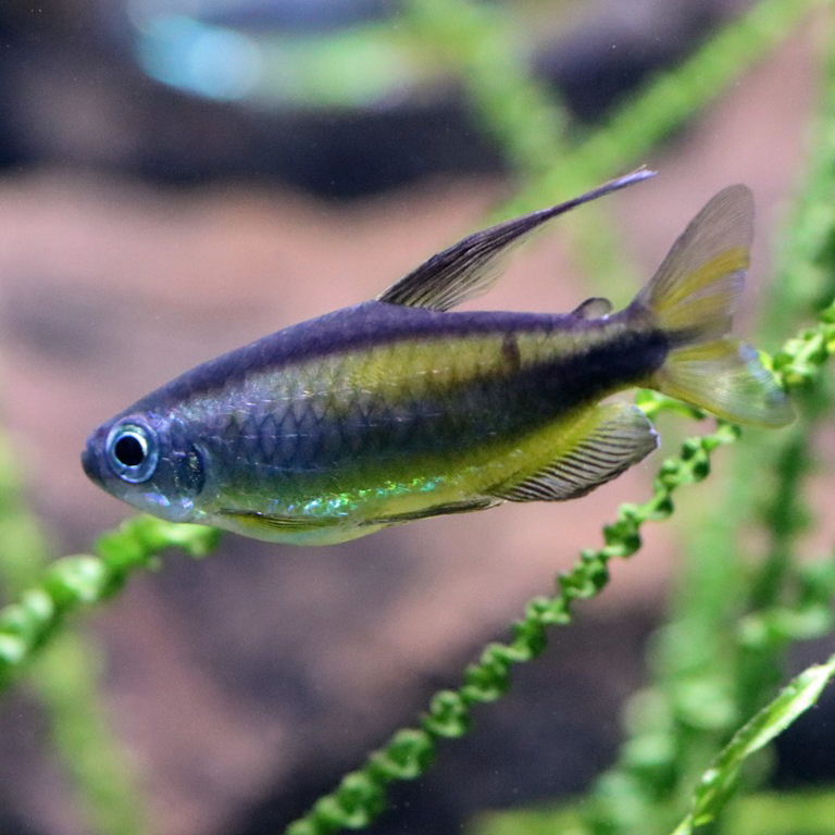 Golden Congo Tetra